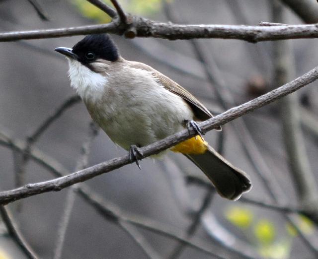 brown brested bulbul